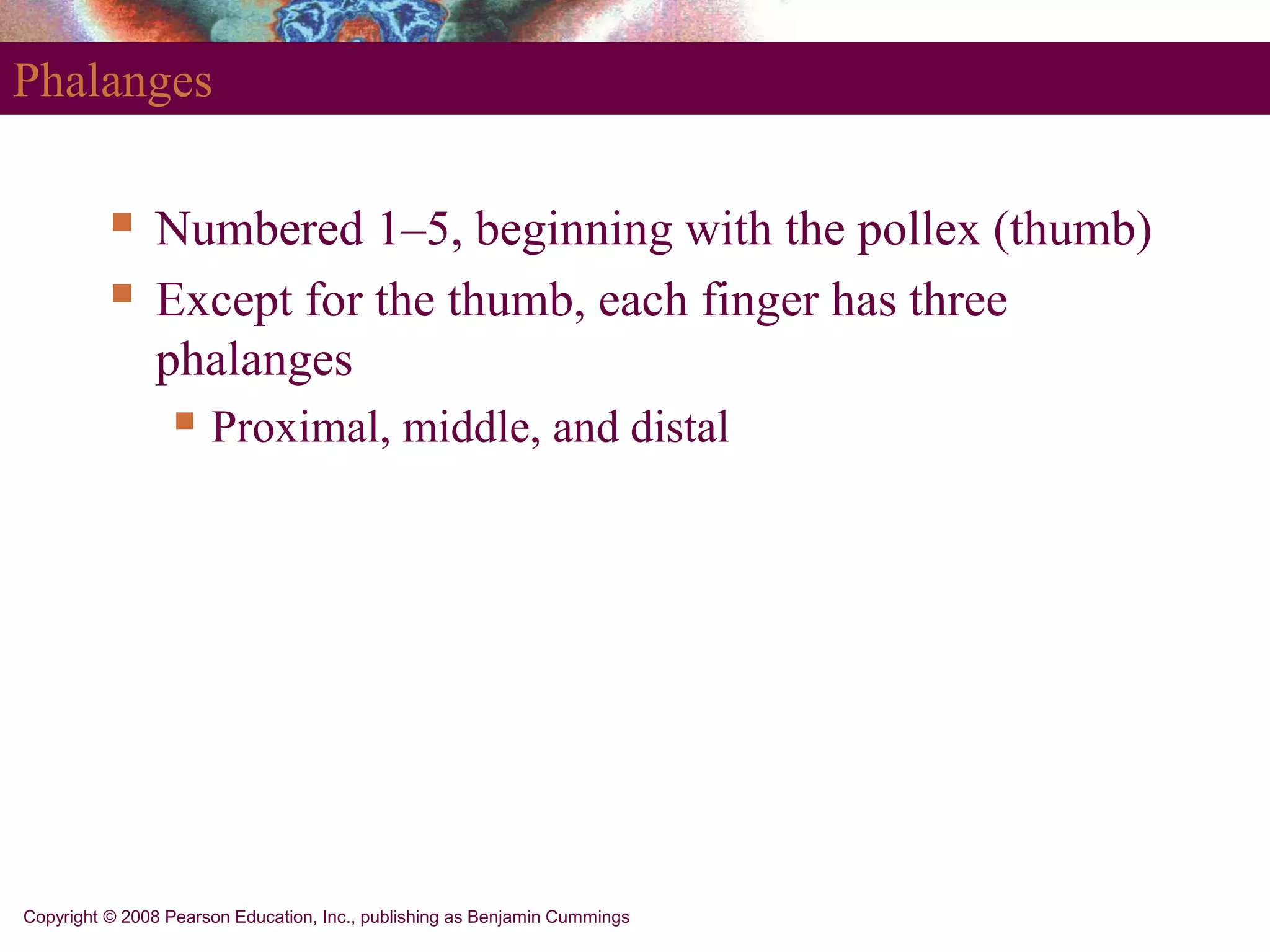 Copyright © 2008 Pearson Education, Inc., publishing as Benjamin Cummings
Phalanges
 Numbered 1–5, beginning with the pollex (thumb)
 Except for the thumb, each finger has three
phalanges
 Proximal, middle, and distal
 