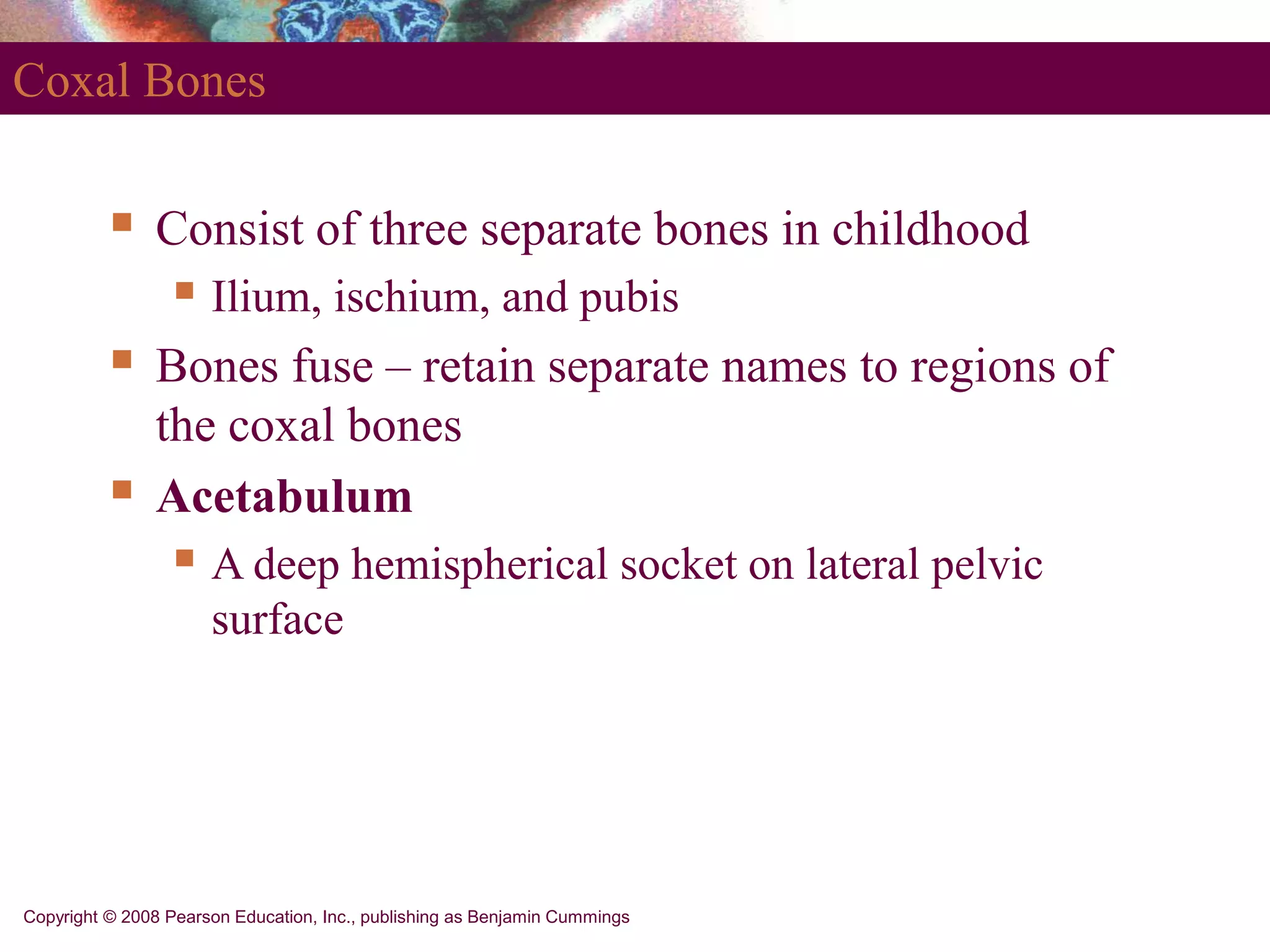 Copyright © 2008 Pearson Education, Inc., publishing as Benjamin Cummings
Coxal Bones
 Consist of three separate bones in childhood
 Ilium, ischium, and pubis
 Bones fuse – retain separate names to regions of
the coxal bones
 Acetabulum
 A deep hemispherical socket on lateral pelvic
surface
 