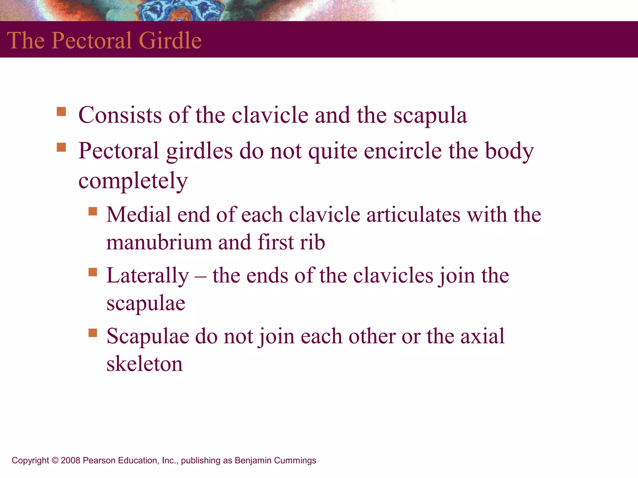 Copyright © 2008 Pearson Education, Inc., publishing as Benjamin Cummings
The Pectoral Girdle
 Consists of the clavicle and the scapula
 Pectoral girdles do not quite encircle the body
completely
 Medial end of each clavicle articulates with the
manubrium and first rib
 Laterally – the ends of the clavicles join the
scapulae
 Scapulae do not join each other or the axial
skeleton
 