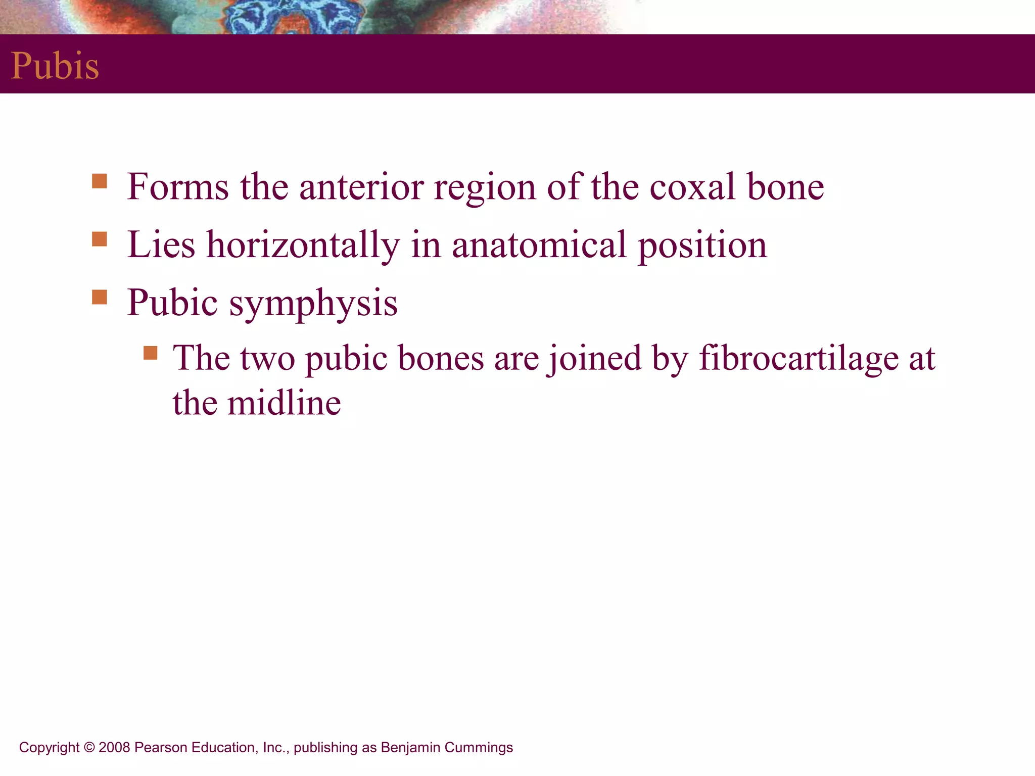 Copyright © 2008 Pearson Education, Inc., publishing as Benjamin Cummings
Pubis
 Forms the anterior region of the coxal bone
 Lies horizontally in anatomical position
 Pubic symphysis
 The two pubic bones are joined by fibrocartilage at
the midline
 