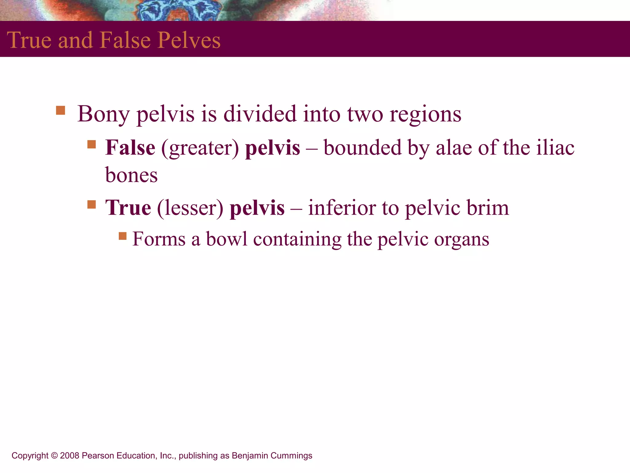 Copyright © 2008 Pearson Education, Inc., publishing as Benjamin Cummings
True and False Pelves
 Bony pelvis is divided into two regions
 False (greater) pelvis – bounded by alae of the iliac
bones
 True (lesser) pelvis – inferior to pelvic brim
Forms a bowl containing the pelvic organs
 