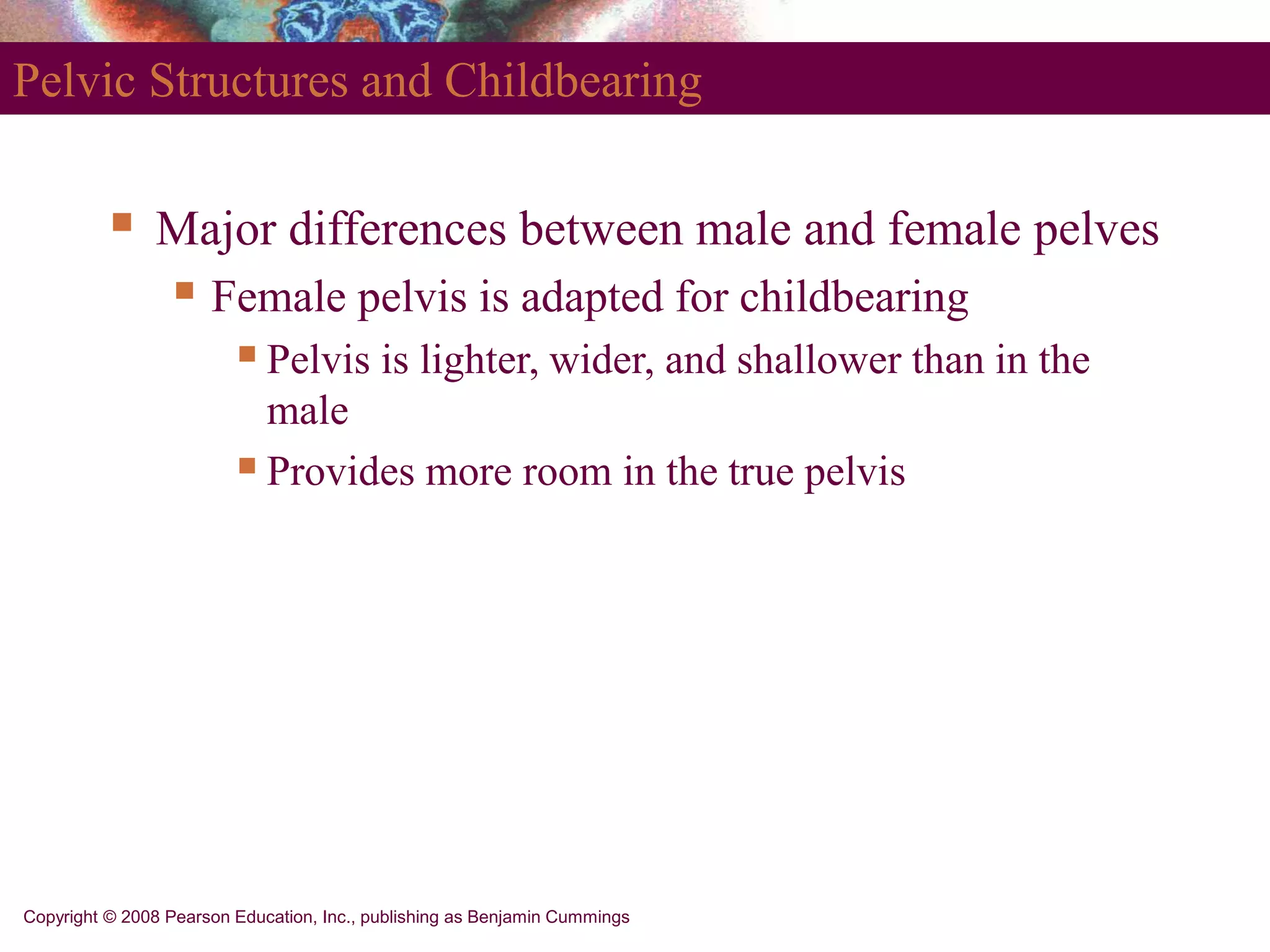 Copyright © 2008 Pearson Education, Inc., publishing as Benjamin Cummings
Pelvic Structures and Childbearing
 Major differences between male and female pelves
 Female pelvis is adapted for childbearing
Pelvis is lighter, wider, and shallower than in the
male
Provides more room in the true pelvis
 