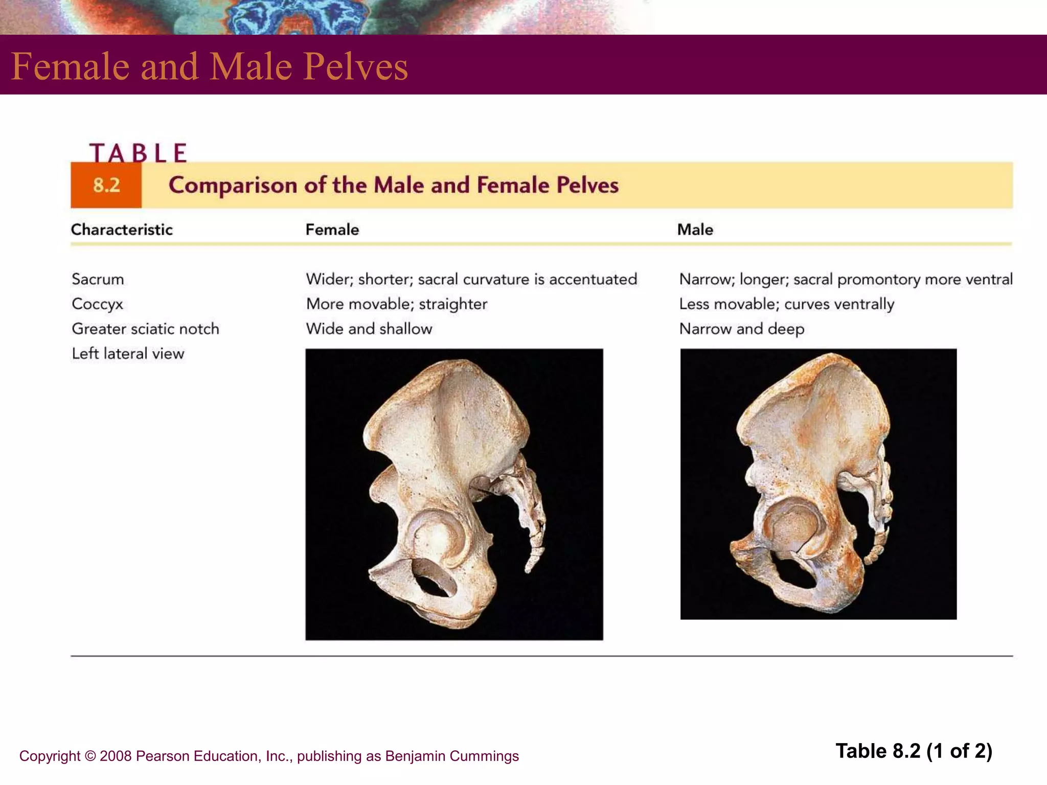 Copyright © 2008 Pearson Education, Inc., publishing as Benjamin Cummings
Female and Male Pelves
Table 8.2 (1 of 2)
 