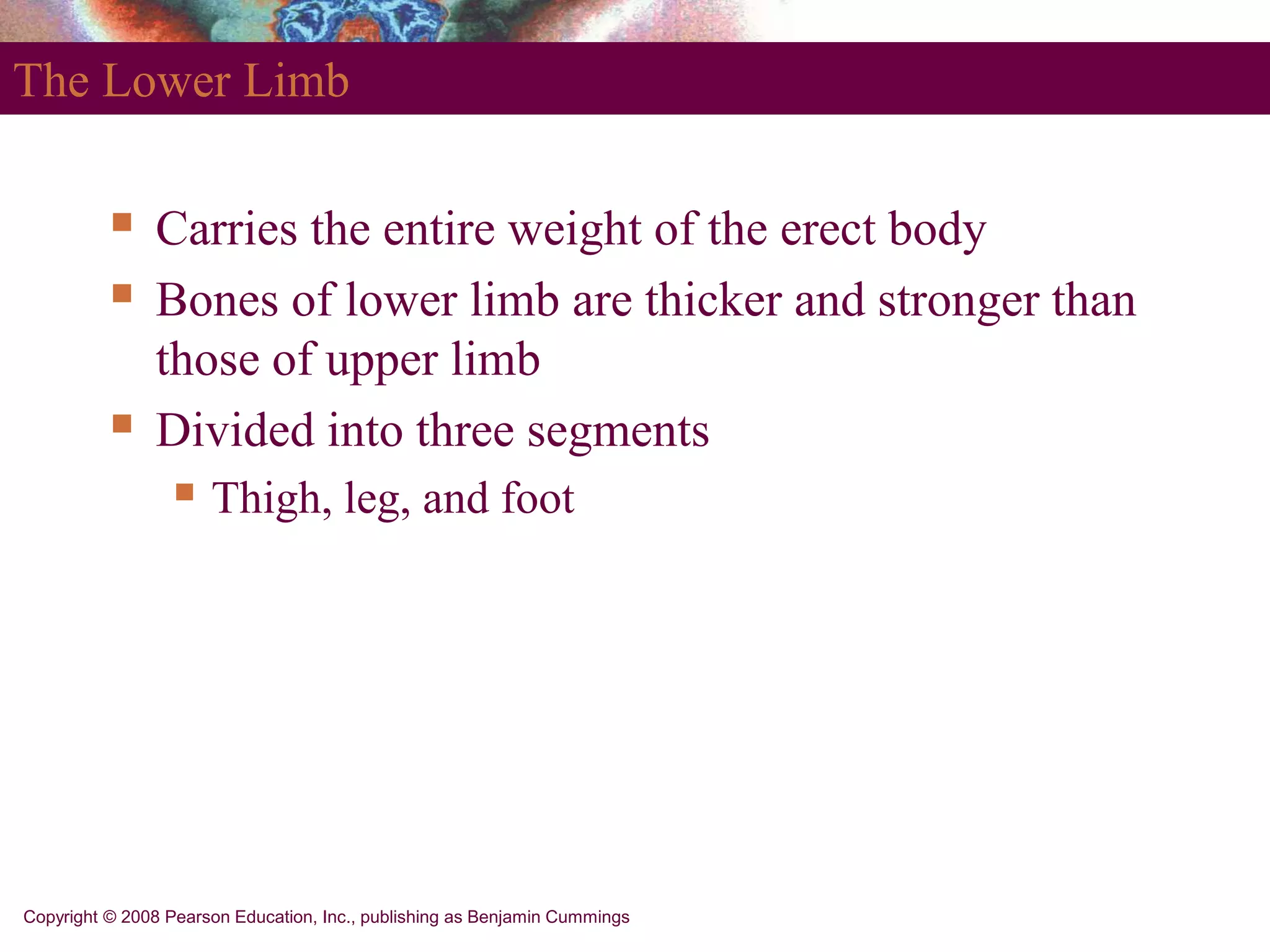 Copyright © 2008 Pearson Education, Inc., publishing as Benjamin Cummings
The Lower Limb
 Carries the entire weight of the erect body
 Bones of lower limb are thicker and stronger than
those of upper limb
 Divided into three segments
 Thigh, leg, and foot
 