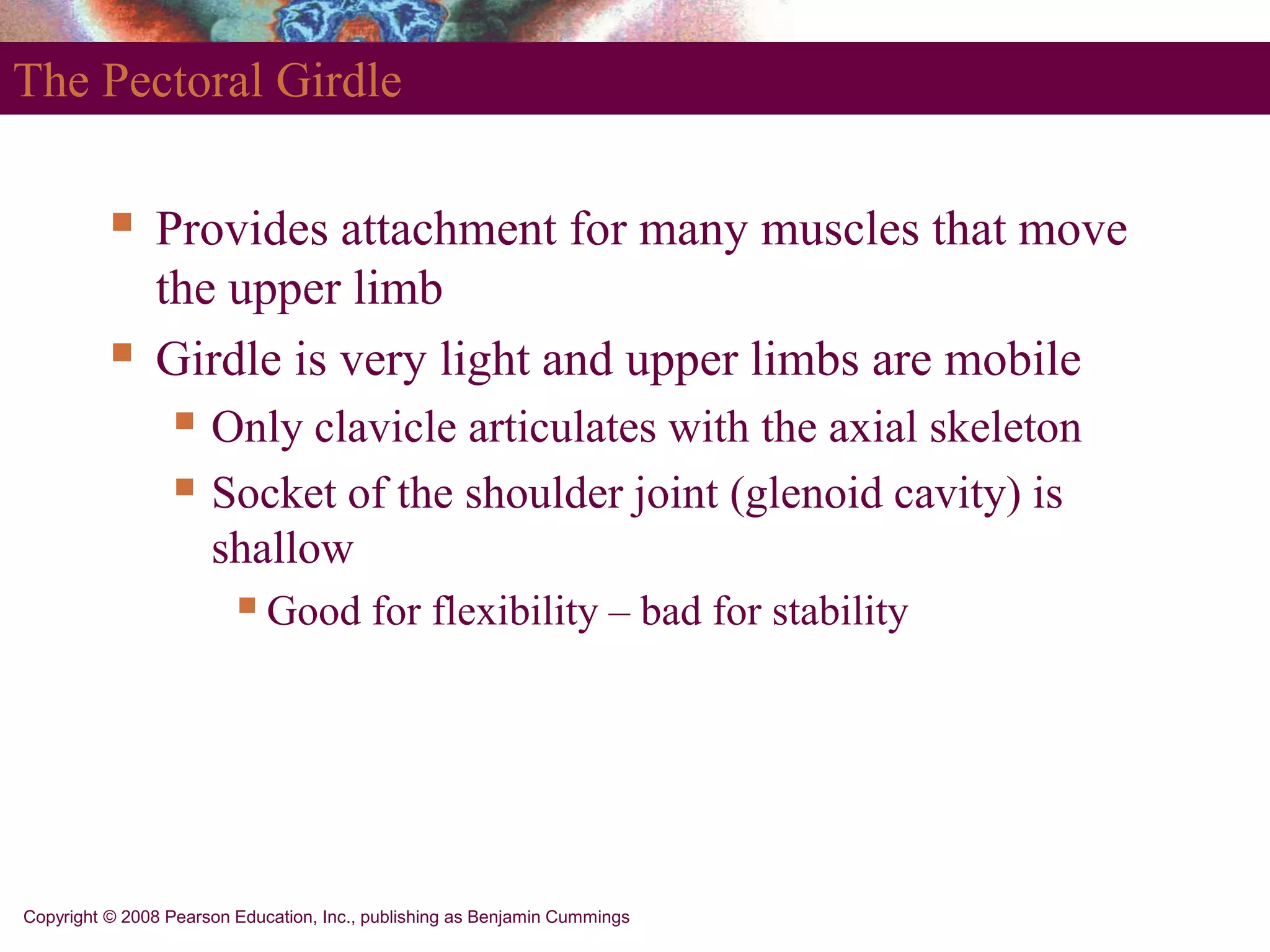 Copyright © 2008 Pearson Education, Inc., publishing as Benjamin Cummings
The Pectoral Girdle
 Provides attachment for many muscles that move
the upper limb
 Girdle is very light and upper limbs are mobile
 Only clavicle articulates with the axial skeleton
 Socket of the shoulder joint (glenoid cavity) is
shallow
Good for flexibility – bad for stability
 