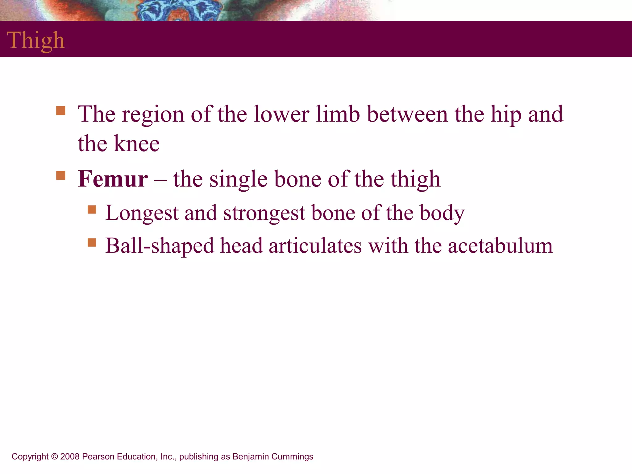 Copyright © 2008 Pearson Education, Inc., publishing as Benjamin Cummings
Thigh
 The region of the lower limb between the hip and
the knee
 Femur – the single bone of the thigh
 Longest and strongest bone of the body
 Ball-shaped head articulates with the acetabulum
 