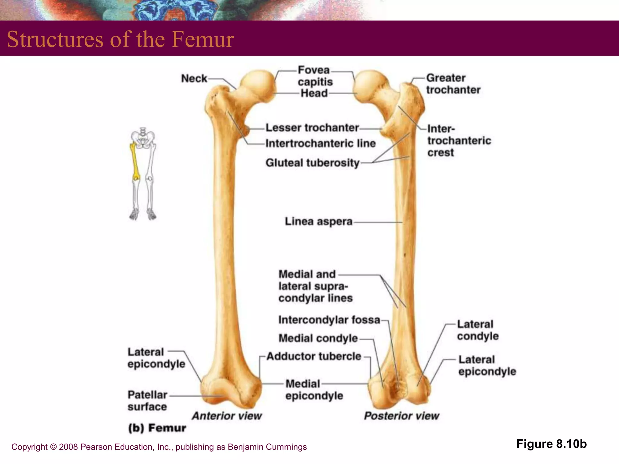 Copyright © 2008 Pearson Education, Inc., publishing as Benjamin Cummings
Structures of the Femur
Figure 8.10b
 