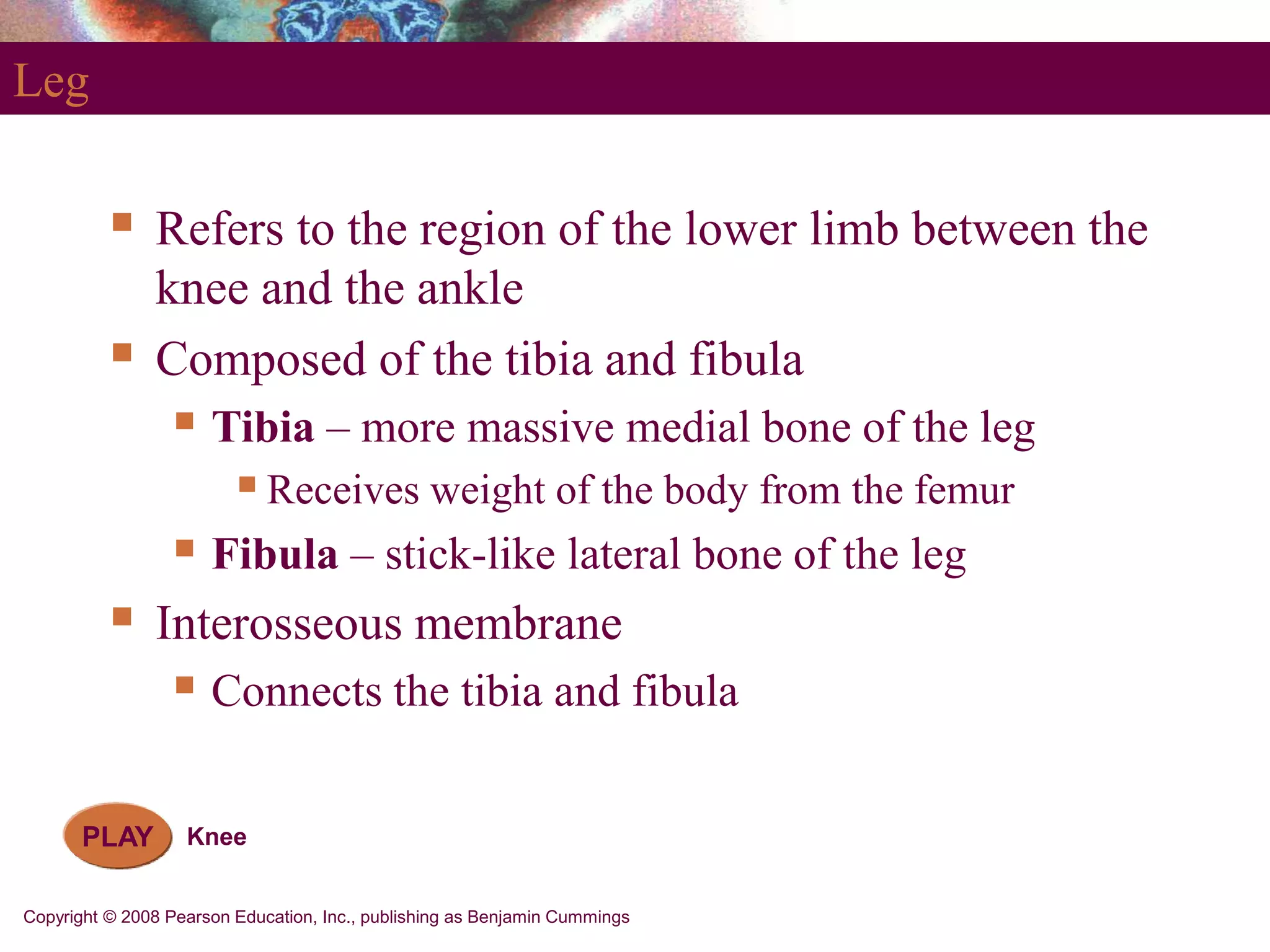 Copyright © 2008 Pearson Education, Inc., publishing as Benjamin Cummings
Leg
 Refers to the region of the lower limb between the
knee and the ankle
 Composed of the tibia and fibula
 Tibia – more massive medial bone of the leg
Receives weight of the body from the femur
 Fibula – stick-like lateral bone of the leg
 Interosseous membrane
 Connects the tibia and fibula
PLAY Knee
 