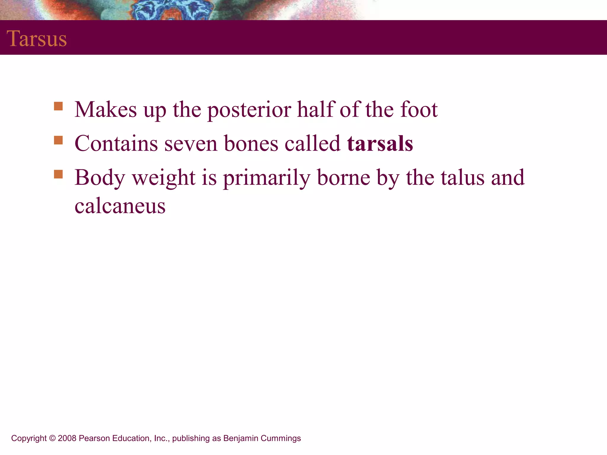 Copyright © 2008 Pearson Education, Inc., publishing as Benjamin Cummings
Tarsus
 Makes up the posterior half of the foot
 Contains seven bones called tarsals
 Body weight is primarily borne by the talus and
calcaneus
 