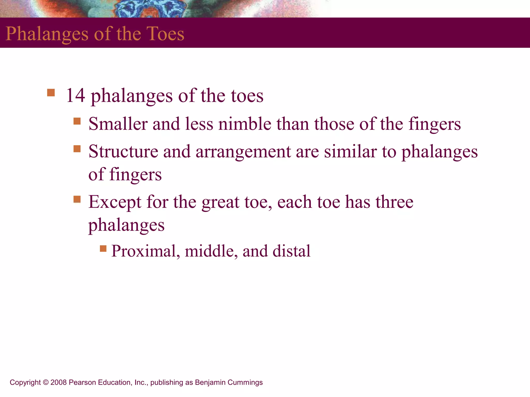 Copyright © 2008 Pearson Education, Inc., publishing as Benjamin Cummings
Phalanges of the Toes
 14 phalanges of the toes
 Smaller and less nimble than those of the fingers
 Structure and arrangement are similar to phalanges
of fingers
 Except for the great toe, each toe has three
phalanges
Proximal, middle, and distal
 