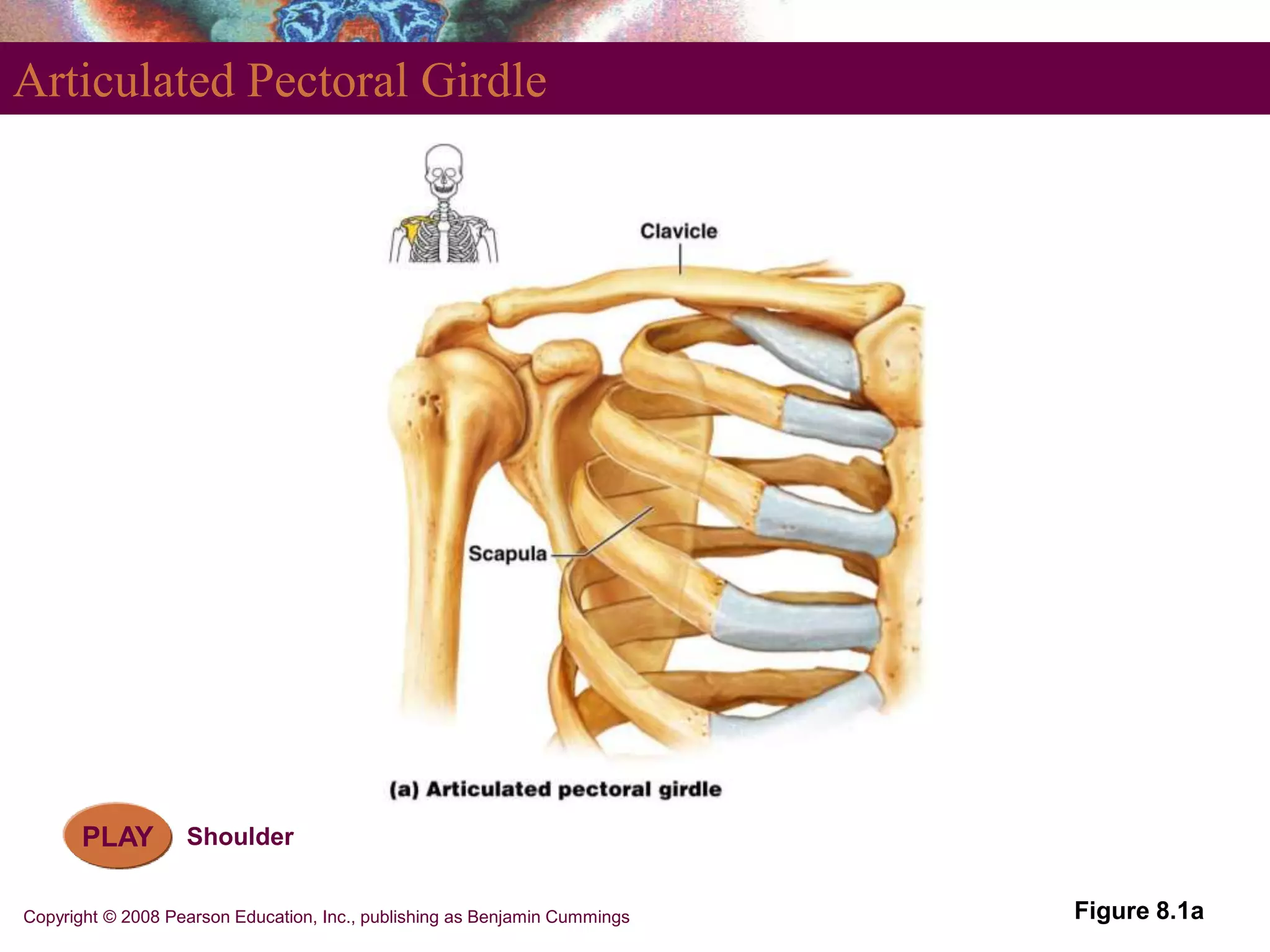 Copyright © 2008 Pearson Education, Inc., publishing as Benjamin Cummings
Articulated Pectoral Girdle
Figure 8.1a
PLAY Shoulder
 