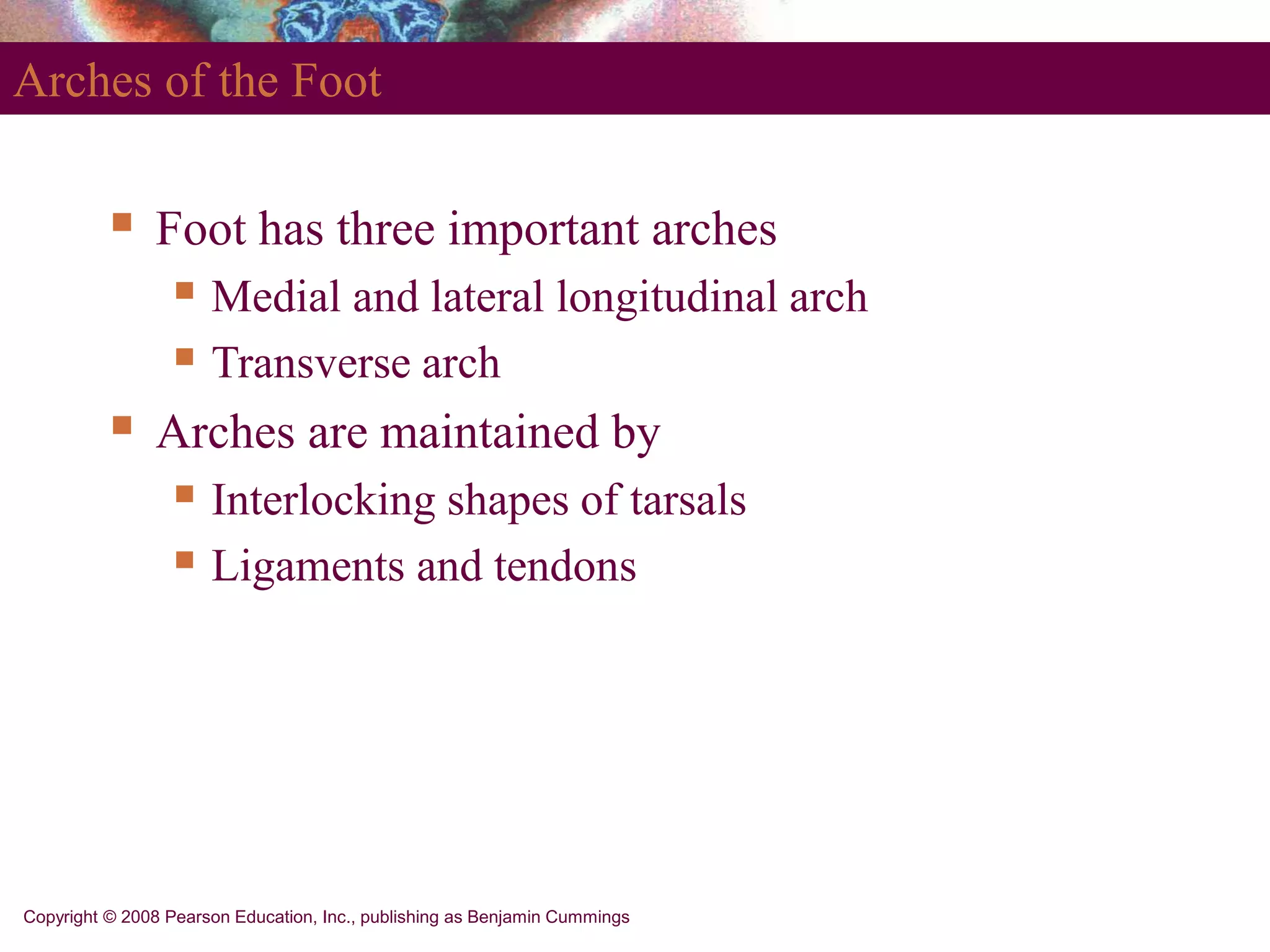 Copyright © 2008 Pearson Education, Inc., publishing as Benjamin Cummings
Arches of the Foot
 Foot has three important arches
 Medial and lateral longitudinal arch
 Transverse arch
 Arches are maintained by
 Interlocking shapes of tarsals
 Ligaments and tendons
 