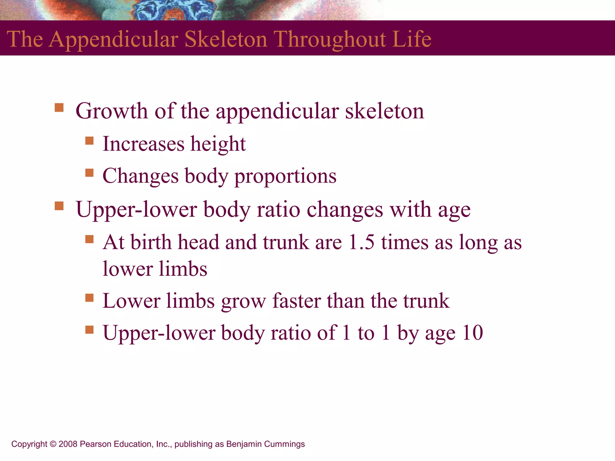 Copyright © 2008 Pearson Education, Inc., publishing as Benjamin Cummings
The Appendicular Skeleton Throughout Life
 Growth of the appendicular skeleton
 Increases height
 Changes body proportions
 Upper-lower body ratio changes with age
 At birth head and trunk are 1.5 times as long as
lower limbs
 Lower limbs grow faster than the trunk
 Upper-lower body ratio of 1 to 1 by age 10
 