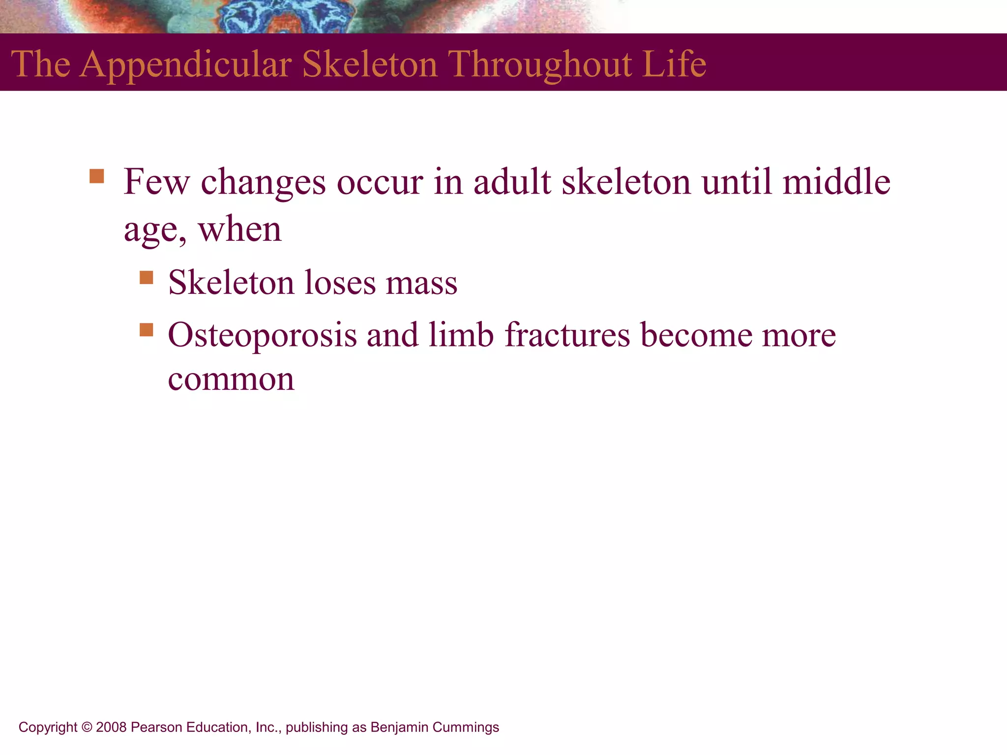 Copyright © 2008 Pearson Education, Inc., publishing as Benjamin Cummings
The Appendicular Skeleton Throughout Life
 Few changes occur in adult skeleton until middle
age, when
 Skeleton loses mass
 Osteoporosis and limb fractures become more
common
 