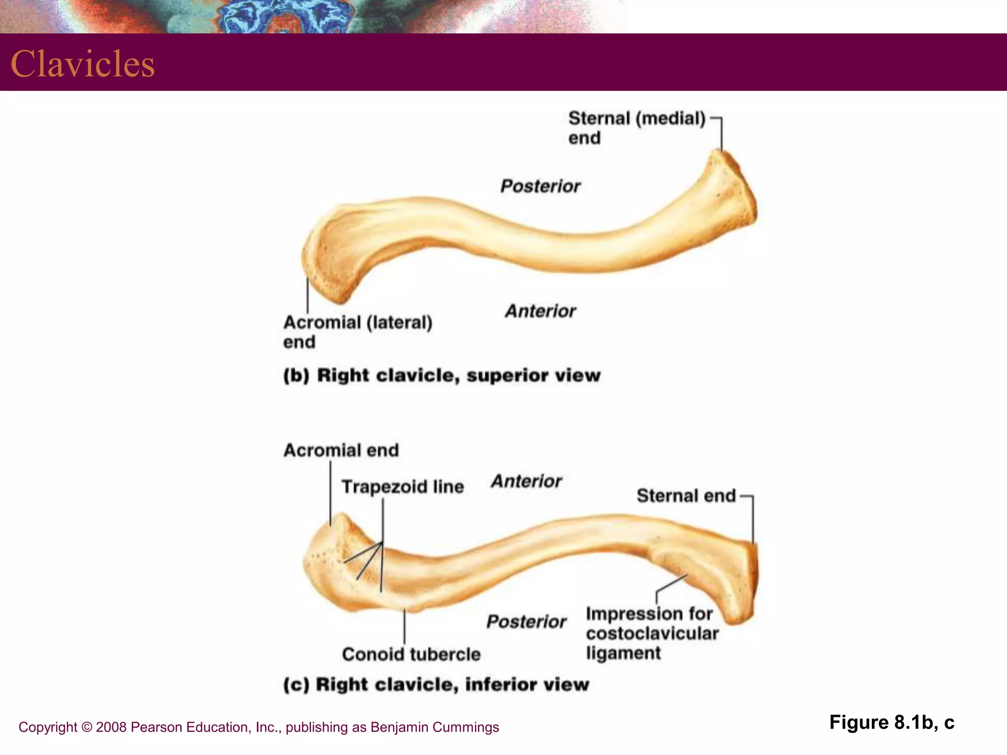 Copyright © 2008 Pearson Education, Inc., publishing as Benjamin Cummings
Clavicles
Figure 8.1b, c
 