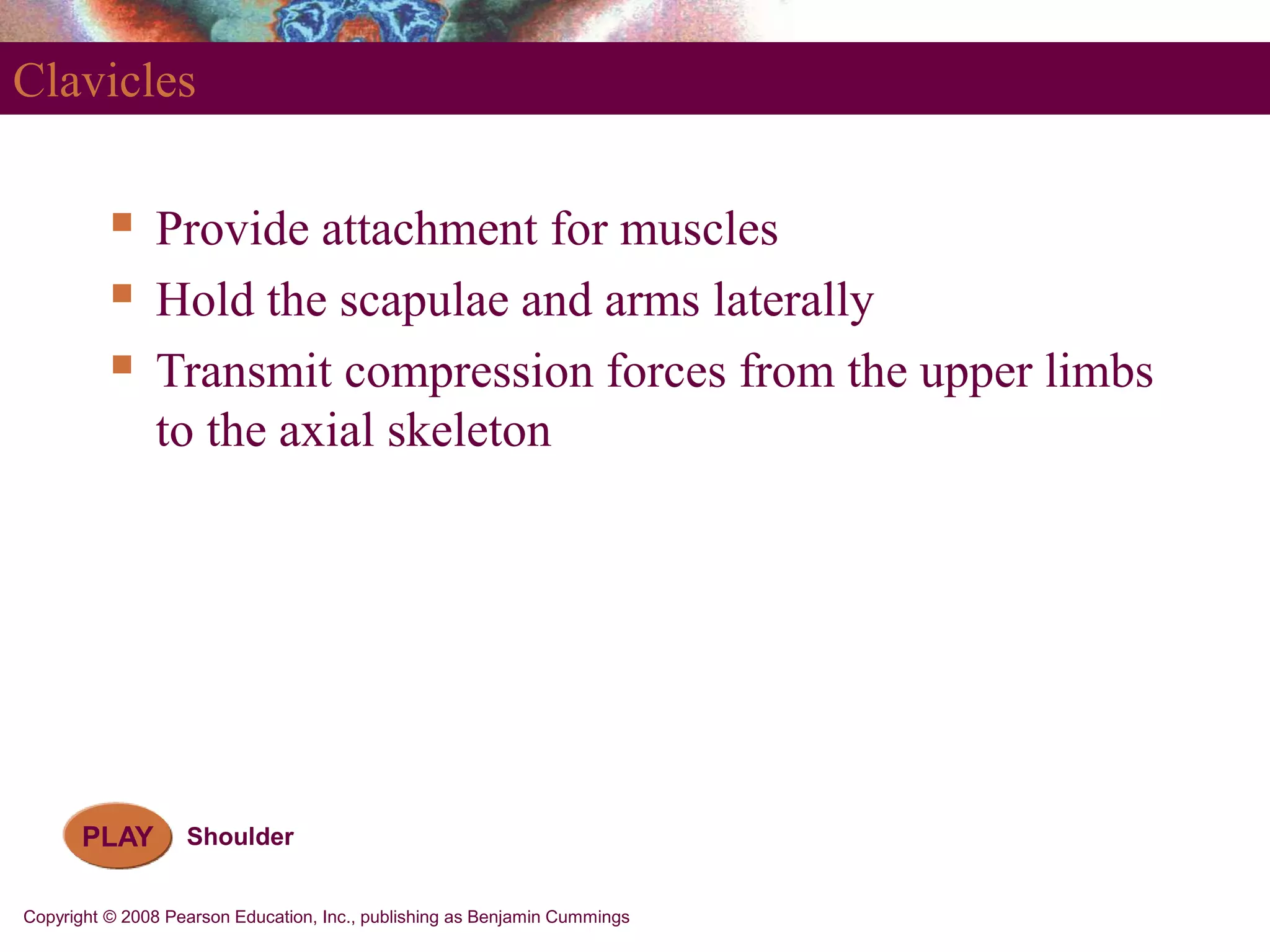 Copyright © 2008 Pearson Education, Inc., publishing as Benjamin Cummings
PLAY Shoulder
Clavicles
 Provide attachment for muscles
 Hold the scapulae and arms laterally
 Transmit compression forces from the upper limbs
to the axial skeleton
 
