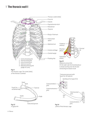 Bilateral Ribs Anatomy at a glance | PDF