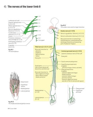 100 Lower limb
45 The nerves of the lower limb II
Deep branch
L IV
L V
S I
S II
S III
S IV
S V
Coccygeal
Lumbosacral trunk
Superior gluteal nerve
(L 4, 5, S 1)
Inferior gluteal nerve
(L 5, S 1, 2)
Nerve to quadratus
femoris (L 4, 5, S 1)
To obturator
internus (L 5, S 1, 2)
Sciatic
Posterior cutaneous
nerve of thigh (S 1, 2, 3)
Perforating cutaneous
nerve (S 2, 3)
Pudendal
(S 2, 3, 4)
Superficial
branch
Medial plantar
Lateral plantar
Fig.45.1
The sacral plexus
Fig.45.2
The sciatic nerve and its major branches
Fig.45.3
The medial and lateral plantar nerves
Nerve to quadratus femoris (L 4, 5, S 1)
Nerve to obturator internus (L 5, S 1, 2)
Lateral cutaneous nerve of the calf
Knee joint
Sural communicating nerve
Superficial peroneal nerve
(supplies:
peroneus longus, brevis, and skin)
Deep peroneal nerve
(supplies:
extensor digitorum longus
tibialis anterior
extensor hallucis longus
peroneus tertius
extensor digitorum brevis
and skin of the 1st dorsal web space)
Muscular branches to hamstrings
(semitendinosus, semimembranosus
and biceps femoris) and hamstring
part of adductor magnus
Muscular branches to:
plantaris
popliteus
gastrocnemius
soleus
Sciatic nerve (L 4–S 3)
Common peroneal nerve (L 4–S 2)
Tibial nerve (L 4, 5, S 1, 2, 3)
Knee joint
Sural nerve
(skin of lower lateral calf,
lateral foot and little toe)
Muscular branches to:
flexor digitorum longus
flexor hallucis longus
tibialis posterior
Medial plantar
(L 4, 5)
Lateral plantar
(S 1, 2)
Deep peroneal
Superficial
peroneal
 