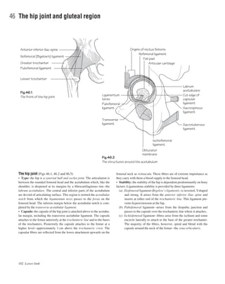 The hip joint (Figs 46.1, 46.2 and 46.5)
• Type: the hip is a synovial ball and socket joint. The articulation is
between the rounded femoral head and the acetabulum which, like the
shoulder, is deepened at its margins by a ﬁbrocartilaginous rimathe
labrum acetabulare. The central and inferior parts of the acetabulum
are devoid of articulating surface. This region is termed the acetabular
notch from which the ligamentum teres passes to the fovea on the
femoral head. The inferior margin below the acetabular notch is com-
pleted by the transverse acetabular ligament.
• Capsule: the capsule of the hip joint is attached above to the acetabu-
lar margin, including the transverse acetabular ligament. The capsule
attaches to the femur anteriorly at the trochanteric line and to the bases
of the trochanters. Posteriorly the capsule attaches to the femur at a
higher levelaapproximately 1 cm above the trochanteric crest. The
capsular ﬁbres are reﬂected from the lower attachment upwards on the
femoral neck as retinacula. These ﬁbres are of extreme importance as
they carry with them a blood supply to the femoral head.
• Stability: the stability of the hip is dependent predominantly on bony
factors. Ligamentous stability is provided by three ligaments:
(a) Iliofemoral ligament (Bigelow’s ligament)ais inverted, Yshaped
and strong. It arises from the anterior inferior iliac spine and
inserts at either end of the trochanteric line. This ligament pre-
vents hyperextension at the hip.
(b) Pubofemoral ligamentaarises from the iliopubic junction and
passes to the capsule over the trochanteric line where it attaches.
(c) Ischiofemoral ligamentaﬁbres arise from the ischium and some
encircle laterally to attach to the base of the greater trochanter.
The majority of the ﬁbres, however, spiral and blend with the
capsule around the neck of the femurathe zona orbicularis.
102 Lower limb
46 The hip joint and gluteal region
Fig.46.1
The front of the hip joint
Fig.46.2
The structures around the acetabulum
Anterior inferior iliac spine
Pubofemoral ligament
Lesser trochanter
Iliofemoral (Bigelow's) ligament
Greater trochanter
Iliofemoral ligament
Pubofemoral
ligament
Obturator
membrane
Ischiofemoral
ligament
Transverse
ligament
Ligamentum
teres
Fat pad
Articular cartilage
Origins of rectus femoris
Labrum
acetabulare
Cut edge of
capsular
ligament
Sacrospinous
ligament
Sacrotuberous
ligament
 