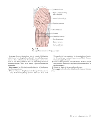 The hip joint and gluteal region 103
• Synovium: the synovial membrane lines the capsule of the hip joint
and is reﬂected back along the femoral neck. It invests the ligamentum
teres as a sleeve and attaches to the articular margins. A psoas bursa
occurs in 10% of the population. This is an outpouching of synovial
membrane through a defect in the anterior capsular wall under the
psoas tendon.
• Blood supply (Fig. 46.6): the femoral head derives its blood supply
from three main sources:
1 Vessels which pass along the neck with the capsular retinacula and
enter the head through large foramina at the base of the head.
These are derived from branches of the circumﬂex femoral arteries
via the cruciate and trochanteric anastomoses. This is the most
important supply in the adult.
2 Vessels in the ligamentum teres which enter the head through
small foramina in the fovea. These are derived from branches of
the obturator artery.
3 Through the diaphysis via nutrient femoral vessels.
• Nerve supply: is from branches of the femoral, sciatic and obturator
nerves.
Fig.46.3
The superficial muscles of the gluteal region
Gluteus medius
Tensor fasciae latae
Aponeurosis covering
erector spinae
Iliotibial tract
Gracilis
Adductor magnus
Semitendinosus
Biceps femoris
Vastus lateralis
Gluteus maximus
 