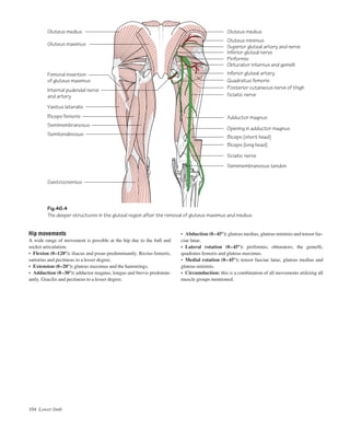 Hip movements
A wide range of movement is possible at the hip due to the ball and
socket articulation.
• Flexion (0–120°): iliacus and psoas predominantly. Rectus femoris,
sartorius and pectineus to a lesser degree.
• Extension (0–20°): gluteus maximus and the hamstrings.
• Adduction (0–30°): adductor magnus, longus and brevis predomin-
antly. Gracilis and pectineus to a lesser degree.
104 Lower limb
• Abduction (0–45°): gluteus medius, gluteus minimis and tensor fas-
ciae latae.
• Lateral rotation (0–45°): piriformis, obturators, the gemelli,
quadratus femoris and gluteus maximus.
• Medial rotation (0–45°): tensor fasciae latae, gluteus medius and
gluteus minimis.
• Circumduction: this is a combination of all movements utilizing all
muscle groups mentioned.
Fig.46.4
The deeper structures in the gluteal region after the removal of gluteus maximus and medius
Gluteus medius Gluteus medius
Gluteus minimus
Piriformis
Obturator internus and gemelli
Quadratus femoris
Adductor magnus
Inferior gluteal artery
Superior gluteal artery and nerve
Inferior gluteal nerve
Posterior cutaneous nerve of thigh
Opening in adductor magnus
Biceps (short head)
Biceps (long head)
Semimembranosus tendon
Sciatic nerve
Gluteus maximus
Vastus lateralis
Biceps femoris
Semimembranosus
Gastrocnemius
Semitendinosus
Femoral insertion
of gluteus maximus
Sciatic nerve
Internal pudendal nerve
and artery
 