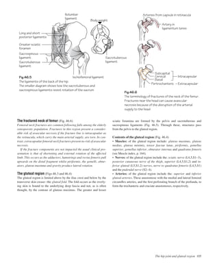 The fractured neck of femur (Fig. 46.6)
Femoral neck fractures are common following falls among the elderly
osteoporotic population. Fractures in this region present a consider-
able risk of avascular necrosis if the fracture line is intracapsular as
the retinacula, which carry the main arterial supply, are torn. In con-
trast, extracapsular femoral neck fractures present no risk of avascular
necrosis.
If the fracture components are not impacted the usual clinical pre-
sentation is that of shortening and external rotation of the affected
limb. This occurs as the adductors, hamstrings and rectus femoris pull
upwards on the distal fragment whilst piriformis, the gemelli, obtur-
ators, gluteus maximus and gravity produce lateral rotation.
The gluteal region (Figs 46.3 and 46.4)
The gluteal region is limited above by the iliac crest and below by the
transverse skin creaseathe gluteal fold. The fold occurs as the overly-
ing skin is bound to the underlying deep fascia and not, as is often
thought, by the contour of gluteus maximus. The greater and lesser
sciatic foramina are formed by the pelvis and sacrotuberous and
sacrospinous ligaments (Fig. 46.5). Through these, structures pass
from the pelvis to the gluteal region.
Contents of the gluteal region (Fig. 46.4)
• Muscles: of the gluteal region include: gluteus maximus, gluteus
medius, gluteus minimis, tensor fasciae latae, piriformis, gemellus
superior, gemellus inferior, obturator internus and quadratus femoris
(see Muscle index, p. 164).
• Nerves: of the gluteal region include the: sciatic nerve (L4,5,S1–3),
posterior cutaneous nerve of the thigh, superior (L4,5,S1,2) and in-
ferior gluteal (L5,S1,2) nerves, nerve to quadratus femoris (L4,5,S1)
and the pudendal nerve (S2–4).
• Arteries: of the gluteal region include the: superior and inferior
gluteal arteries. These anastomose with the medial and lateral femoral
circumﬂex arteries, and the ﬁrst perforating branch of the profunda, to
form the trochanteric and cruciate anastomoses, respectively.
The hip joint and gluteal region 105
Fig.46.5
The ligaments of the back of the hip.
The smaller diagram shows how the sacrotuberous and
sacrospinous ligaments resist rotation of the sacrum
Fig.46.6
The terminology of fractures of the neck of the femur.
Fractures near the head can cause avascular
necrosis because of the disruption of the arterial
supply to the head
Long and short
posterior ligaments
Iliolumbar
ligament
Ischiofemoral ligament
Sacrotuberous
ligament
Arteries from capsule in retinacula
Artery in
ligamentum teres
Greater sciatic
foramen
Sacrospinous
ligament
Sacrotuberous
ligament
Body weight
Subcapital
Cervical Intracapsular
Extracapsular
Basal
Pertrochanteric
 