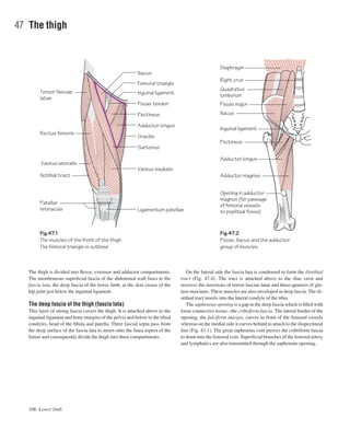 The thigh is divided into ﬂexor, extensor and adductor compartments.
The membranous superﬁcial fascia of the abdominal wall fuses to the
fascia lata, the deep fascia of the lower limb, at the skin crease of the
hip joint just below the inguinal ligament.
The deep fascia of the thigh (fascia lata)
This layer of strong fascia covers the thigh. It is attached above to the
inguinal ligament and bony margins of the pelvis and below to the tibial
condyles, head of the ﬁbula and patella. Three fascial septa pass from
the deep surface of the fascia lata to insert onto the linea aspera of the
femur and consequently divide the thigh into three compartments.
On the lateral side the fascia lata is condensed to form the iliotibial
tract (Fig. 47.4). The tract is attached above to the iliac crest and
receives the insertions of tensor fasciae latae and three-quarters of glu-
teus maximus. These muscles are also enveloped in deep fascia. The ili-
otibial tract inserts into the lateral condyle of the tibia.
The saphenous opening is a gap in the deep fascia which is ﬁlled with
loose connective tissueathe cribriform fascia. The lateral border of the
opening, the falciform margin, curves in front of the femoral vessels
whereas on the medial side it curves behind to attach to the iliopectineal
line (Fig. 43.1). The great saphenous vein pierces the cribriform fascia
to drain into the femoral vein. Superﬁcial branches of the femoral artery
and lymphatics are also transmitted through the saphenous opening.
106 Lower limb
47 The thigh
Fig.47.1
The muscles of the front of the thigh.
The femoral triangle is outlined
Fig.47.2
Psoas, iliacus and the adductor
group of muscles
Inguinal ligamentTensor fasciae
latae
Psoas tendon
Pectineus
Adductor longus
Gracilis
Sartorius
Vastus medialis
Ligamentum patellae
Femoral triangle
Iliacus
Diaphragm
Right crus
Quadratus
lumborum
Rectus femoris
Vastus lateralis
Iliotibial tract
Patellar
retinacula
Psoas major
Iliacus
Inguinal ligament
Pectineus
Adductor longus
Adductor magnus
Opening in adductor
magnus (for passage
of femoral vessels
to popliteal fossa)
 