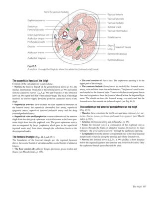 The thigh 107
Fig.47.3
A section through the thigh to show the adductor (subsartorial) canal
Saphenous nerve
Rectus femoris
Nerve to vastus medialis
Vastus lateralis
Sartorius
Vastus medialis
Femoral vessels
Iliotibial tract
Great saphenous vein
Vastus intermedius
Adductor longus Sciatic nerve
Gracilis Short
Profunda vessels
Long
Adductor brevis
heads of biceps
Adductor magnus
Semimembranosus
Semitendinosus
The superﬁcial fascia of the thigh
Contents of the subcutaneous tissue include:
• Nerves: the femoral branch of the genitofemoral nerve (p. 51), the
medial, intermediate (branches of the femoral nerve, p. 99) and lateral
femoral cutaneous nerves (L2,3, p. 99) and branches of the obturator
nerve (p. 99) supply the skin of the anterior thigh. The back of the thigh
receives its sensory supply from the posterior cutaneous nerve of the
thigh.
• Superﬁcial arteries: these include the four superﬁcial branches of
the femoral artery: the superﬁcial circumﬂex iliac artery, superﬁcial
epigastric artery, superﬁcial external pudendal artery and the deep
external pudendal artery.
• Superﬁcial veins and lymphatics: venous tributaries of the anterior
thigh drain into the great saphenous vein whilst some in the lower pos-
terior thigh drain into the popliteal vein. The great saphenous vein is
also accompanied by large lymphatics which pass to the superﬁcial
inguinal nodes and, from there, through the cribriform fascia to the
deep inguinal nodes.
The femoral triangle (Figs 44.1 and 47.1)
The boundaries of the femoral triangle are: the inguinal ligament
above, the medial border of sartorius and the medial border of adductor
longus.
• The ﬂoor consists of: adductor longus, pectineus, psoas tendon and
iliacus (see Muscle index, p. 165).
• The roof consists of: fascia lata. The saphenous opening is in the
upper part of the triangle.
• The contents include (from lateral to medial) the: femoral nerve,
artery, vein and their branches and tributaries. The femoral canal is situ-
ated medial to the femoral vein. Transversalis fascia and psoas fascia
fuse and evaginate to form the femoral sheath below the inguinal liga-
ment. The sheath encloses the femoral artery, vein and canal but the
femoral nerve lies outside on its lateral aspect (see Fig. 44.1).
The contents of the anterior compartment of the thigh
(Fig. 47.3)
• Muscles: these constitute the hip ﬂexors and knee extensors, i.e. sar-
torius, iliacus, psoas, pectineus and quadriceps femoris (see Muscle
index, p. 165).
• Arteries: the femoral artery and its branches (p. 95).
• Veins: the femoral vein is a continuation of the popliteal vein as
it passes through the hiatus in adductor magnus. It receives its main
tributaryathe great saphenous veinathrough the saphenous opening.
• Lymphatics: from the anterior compartment pass to the deep inguinal
lymph nodes which lie along the terminal part of the femoral vein.
• Nerves: the femoral nerve (L2,3,4, p. 99) divides a short distance
below the inguinal ligament into anterior and posterior divisions. Only
the saphenous branch passes beyond the knee.
 