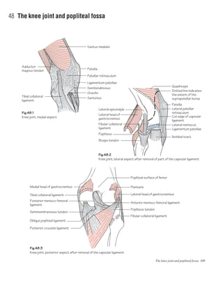 The knee joint and popliteal fossa 109
48 The knee joint and popliteal fossa
Vastus medialis
Fig.48.1
Knee joint, medial aspect
Fig.48.2
Knee joint, lateral aspect after removal of part of the capsular ligament
Fig.48.3
Knee joint, posterior aspect after removal of the capsular ligament
Patella
Patellar retinaculum
Ligamentum patellae
Semitendinosus
Adductor
magnus tendon
Quadriceps
Dotted line indicates
the extent of the
suprapatellar bursa
Patella
Lateral patellar
retinaculum
Cut edge of capsular
ligament
Popliteal surface of femur
Ligamentum patellae
Lateral meniscus
Iliotibial tract
Tibial collateral
ligament
Lateral epicondyle
Lateral head of
gastrocnemius
Medial head of gastrocnemius
Tibial collateral ligament
Posterior menisco-femoral
ligament
Semimembranosus tendon
Oblique popliteal ligament
Posterior cruciate ligament
Fibular collateral
ligament
Popliteus
Biceps tendon
Gracilis
Sartorius
Plantaris
Lateral head of gastrocnemius
Anterior menisco-femoral ligament
Popliteus tendon
Fibular collateral ligament
 