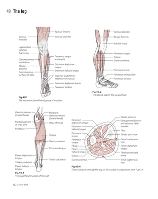 112 Lower limb
49 The leg
Fig.49.1
The extensor (dorsiflexor) group of muscles
Fig.49.3
The superficial muscles of the calf
Fig.49.4
Cross-section through the leg, to be studied in conjunction with Fig.41.4
Fig.49.2
The lateral side of the leg and foot
Ligamentum
patellae
Extensor digitorum
longus
Vastus
medialis
Sartorius
Gastrocnemius
and soleus
Gastrocnemius
(medial head)
Medial ligament
of knee joint
Popliteus
Tibialis posterior
Flexor hallucis
longus
Extensor
digitorum longus
Extensor
hallucis longus
Peroneus
brevis
Peroneus
longus
Fibula
Flexor
hallucis longus
Soleus
Gastrocnemius
Tibialis
anterior
Subcutaneous
surface of tibia
Rectus femoris
Gastrocnemius
(lateral head)
Tibialis anterior
Tibia
Deep peroneal nerve
and anterior tibial
vessels
Tibialis posterior
Great saphenous
vein
Flexor digitorum
longus
Tibial vessels and
nerve
Small saphenous
vein
Plantaris
Head of fibula
Soleus
Gastrocnemius
Peroneus longus
Tendo calcaneus
Vastus lateralis
Peroneus longus
and brevis
Extensor hallucis longus
Superior and inferior
extensor retinacula
Extensor digitorum brevis
Peroneus tertius
Vastus lateralis
Biceps femoris
Peroneus longus
Soleus
Gastrocnemius
Peroneus brevis
Peroneus retinaculum
Peroneus tertius
Iliotibial tract
Flexor digitorum
longus
 