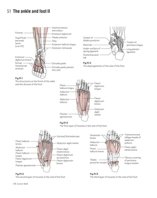 116 Lower limb
51 The ankle and foot II
Fig.51.1
The structures on the front of the ankle
and the dorsum of the foot
Fig.51.2
The deep ligaments of the sole of the foot
Peronei
Superficial
peroneal
nerve
(cut off)
Fig.51.3
The first layer of muscles in the sole of the foot
Flexor
hallucis longus
Extensor
digitorum brevis
Dorsal
metatarsal
arteries
Gastrocnemius
and soleus
Tibia
Flexor
digitorum
longus
Extensor digitorum
Tibialis anterior
Extensor hallucis longus
Tendon of
peroneus longus
Long plantar
ligament
Extensor retinacula Under-surface of
spring ligament
Sustentaculum
tali
Tendon of
tibialis posterior
Navicular
Dorsalis pedis
Dorsalis pedis passes
into sole
Adductor
hallucis
Abductor
hallucis
Plantar
aponeurosis
Flexor
digitorum
brevis
Abductor
digiti
minimi
Fig.51.5
The third layer of muscles in the sole of the foot
Sesamoid
bones
Flexor digiti
minimi brevis
Flexor
hallucis brevis
Abductor
hallucis
Tibialis
posterior tendon
Transverse and
oblique heads of
adductor
pollucis
Fibrous covering
of peroneus
longus tendon
Fig.51.4
The second layer of muscles in the sole of the foot
Flexor hallucis
brevis
2nd and 3rd lumbricals
Abductor
hallucis
Flexor digitorum
longus
Flexor hallucis
longus
Plantar aponeurosis
Flexor digitorum
brevis
Flexor digitorum
accessorius
Flexor digiti
minimi brevis
Abductor digiti minimi
 