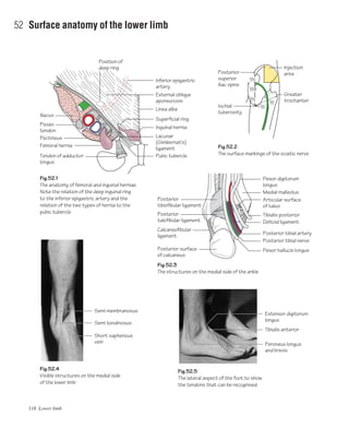 118 Lower limb
52 Surface anatomy of the lower limb
Fig.52.1
The anatomy of femoral and inguinal herniae.
Note the relation of the deep inguinal ring
to the inferior epigastric artery and the
relation of the two types of hernia to the
pubic tubercle
Fig.52.2
The surface markings of the sciatic nerve
Fig.52.4
Visible structures on the medial side
of the lower limb
Fig.52.5
The lateral aspect of the foot to show
the tendons that can be recognised
Iliacus
Position of
deep ring
Psoas
tendon
Pectineus
Femoral hernia
Inguinal hernia
Tendon of adductor
longus
Superficial ring
Linea alba
External oblique
aponeurosis
Inferior epigastric
artery
1/3
1/3
1/3
1/2
1/2
Pubic tubercle
Greater
trochanter
Ischial
tuberosity
Posterior
superior
iliac spine
Injection
area
Lacunar
(Gimbernat's)
ligament
Fig.52.3
The structures on the medial side of the ankle
Posterior
tibiofibular ligament
Posterior
talofibular ligament
Calcaneofibular
ligament
Posterior surface
of calcaneus
Medial malleolus
Articular surface
of talus
Deltoid ligament
Flexor hallucis longus
Posterior tibial nerve
Posterior tibial artery
Tibialis posterior
Flexor digitorum
longus
Semi membranosus
Semi tendinosus
Short saphenous
vein
Extensor digitorum
longus
Peroneus longus
and brevis
Tibialis anterior
 