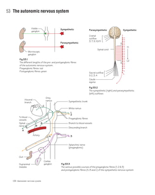 120 Autonomic nervous system
53 The autonomic nervous system
Fig.53.1
The different lengths of the pre- and postganglionic fibres
of the autonomic nervous system.
Preganglionic fibres: red
Postganglionic fibres: green
Fig.53.3
The various possible courses of the preganglionic fibres (1, 2 & 3)
and postganglionic fibres (A, B and C) of the sympathetic nervous system
Fig.53.2
The sympathetic (right) and parasympathetic
(left) outflows
Visible
ganglion
Sympathetic Sympathetic
Parasympathetic
Parasympathetic
Microscopic
ganglion
Cranial
outflow
3, 7, 9, 10/11
Sacral outflow
S 2, 3, 4
Spinal cord
T1
L2
Cauda
equina
B
B
C
1
2
3A
A
To blood
vessels
Spinal
nerve
Artery
Coeliac
ganglionSuprarenal
medulla
Gut
Splanchnic nerve
(preganglionic)
Descending branch
Branch to blood vessels
Preganglionic fibres
White ramus
Sympathetic trunk
Grey
ramusVisceral
branch
 