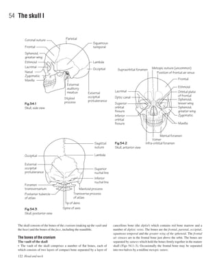 122 Head and neck
54 The skull I
Fig.54.1
Skull, side view
Fig.54.3
Skull, posterior view
Fig.54.2
Skull, anterior view
Styloid
process
ParietalCoronal suture
Frontal
Sphenoid,
greater wing
Ethmoid
Lacrimal
Nasal
Zygomatic
Maxilla
Squamous
temporal
Ethmoid
Frontal
Orbital plate
of frontal
Sphenoid,
lesser wing
Sphenoid,
greater wing
Lambda
Occipital
External
occipital
protuberance
External
auditory
meatus Lacrimal
Optic canal
Superior
orbital
fissure
Inferior
orbital
fissure
Metopic suture (uncommon)
Position of frontal air sinus
Infra-orbital foramen
Vomer
Mental foramen
Supraorbital foramen
Zygomatic
Maxilla
LambdaOccipital
External
occipital
protuberance
Posterior tubercle
of atlas
Foramen
transversarium
Spine of axis
Tip of dens
Transverse process
of atlas
Mastoid process
Sagittal
suture
Superior
nuchal line
Inferior
nuchal line
The skull consists of the bones of the cranium (making up the vault and
the base) and the bones of the face, including the mandible.
The bones of the cranium
The vault of the skull
• The vault of the skull comprises a number of ﬂat bones, each of
which consists of two layers of compact bone separated by a layer of
cancellous bone (the diploë) which contains red bone marrow and a
number of diploic veins. The bones are the frontal, parietal, occipital,
squamous temporal and the greater wing of the sphenoid. The frontal
air sinuses are in the frontal bone just above the orbit. The bones are
separated by sutures which hold the bones ﬁrmly together in the mature
skull (Figs 54.1–3). Occasionally the frontal bone may be separated
into two halves by a midline metopic suture.
 