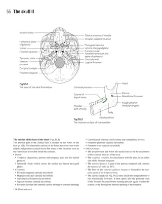 The outside of the base of the skull (Fig. 55.1)
The anterior part of the cranial base is hidden by the bones of the
face (p. 125). The remainder consists of the bones that were seen in the
middle and posterior cranial fossae but many of the foramina seen on
the exterior are not visible inside the cranium.
• Bones:
• Temporal (Squamous, petrous and tympanic parts and the styloid
process)
• Sphenoid (body) which carries the medial and lateral pterygoid
plates
• Foramina:
• Foramen magnum (already described)
• Hypoglossal canal (already described)
• Stylomastoid foramen (facial nerve)
• Jugular foramen (already described)
• Foramen lacerum (the internal carotid through its internal opening)
• Carotid canal (internal carotid artery and sympathetic nerves)
• Foramen spinosum (already described)
• Foramen ovale (already described)
• Other features:
• The area between and below the nuchal lines is for the attachment
of the extensor muscles of the neck.
• The occipital condyles, for articulation with the atlas, lie on either
side of the foramen magnum.
• The mastoid process is part of the petrous temporal and contains
the mastoid air cells (p. 157).
• The ﬂoor of the external auditory meatus is formed by the tym-
panic plate of the temporal bone.
• The carotid canal (see Fig. 59.2) turns inside the temporal bone to
run horizontally forwards. It then opens into the posterior wall
of the foramen lacerum before turning upwards again to enter the
cranial cavity through the internal opening of the foramen.
124 Head and neck
55 The skull II
Fig.55.1
The base of the skull from below
Fig.55.2
The internal surface of the mandible
Palatal process of maxilla
Incisive fossa
Horizontal plate
of palatine
Greater palatine foramen
Jugular foramen
Carotid canal
Lateral pterygoid plate
Pterygoid hamulus
Foramen ovale
Foramen spinosum and
spine of sphenoid
Ramus
Head
Mandibular foramen
Rough area for
medial pterygoid
Vomer
Foramen lacerum
Foramen magnum
Mastoid
process
Occipital condyle
Alveolar
part of body
Mylohyoid line
Body
Coronoid process
Course of
lingual nerve
Tympanic plate
 