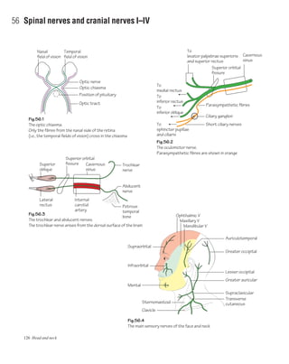126 Head and neck
56 Spinal nerves and cranial nerves I–IV
Fig.56.1
The optic chiasma.
Only the fibres from the nasal side of the retina
(i.e., the temporal fields of vision) cross in the chiasma
Fig.56.3
The trochlear and abducent nerves.
The trochlear nerve arises from the dorsal surface of the brain
Fig.56.4
The main sensory nerves of the face and neck
Fig.56.2
The oculomotor nerve.
Parasympathetic fibres are shown in orange
Nasal
field of vision
Optic tract
Position of pituitary
Optic chiasma
Optic nerve
Superior
oblique
Superior orbital
fissure Cavernous
sinus
Temporal
field of vision Cavernous
sinus
To
levator palpebrae superioris
and superior rectus
To
medial rectus
To
inferior rectus
To
inferior oblique
To
sphincter pupillae
and ciliaris
Superior orbital
fissure
Parasympathetic fibres
Ciliary ganglion
Trochlear
nerve
Abducent
nerve
Petrous
temporal
bone
Short ciliary nerves
Lateral
rectus
Internal
carotid
artery
Ophthalmic V
Maxillary V
Mandibular V
Greater occipital
Lesser occipital
Auriculotemporal
Infraorbital
Supraorbital
Mental
Sternomastoid
Clavicle
Greater auricular
Transverse
cutaneous
Supraclavicular
 