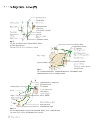 128 Head and neck
57 The trigeminal nerve (V)
Fig.57.1
The course and branches of the ophthalmic division
of the trigeminal nerve.
Parasympathetic fibres are shown in orange
Fig.57.2
The course and branches of the maxillary division of the trigeminal nerve.
Parasympathetic fibres are shown in orange
Supratrochlear
Infratrochlear
Supraorbital
Skin of face
Parasympathetic
fibres from
sphenopalatine ganglion
Frontal
Lacrimal
Superior orbital
fissure
Ophthalmic division
Ethmoidal
Nasociliary
Optic nerve
Long posterior
ciliary
Fig.57.3
The course and main branches of the mandibular division of the trigeminal nerve.
The fibres of the chorda tympani are shown in yellow
Lingual
Foramen ovale
Infra-orbital
Sphenopalatine
Buccal
Deep temporal (to temporalis)
Mandibular division
Sphenopalatine ganglion
Auriculotemporal
Otic ganglion
Muscular branches
Chorda tympani
Parotid gland
Inferior alveolar
Submandibular ganglion
Mylohyoid nerve
Submandibular gland
F. rotundum
Ophthalmic division
Maxillary division
Lacrimal gland
Nasal branches
Greater palatine
Lesser palatine
Posterior superior dental
Incisive fossa
 