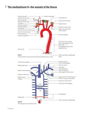 12 Thorax
4 The mediastinum IIcthe vessels of the thorax
Thyrocervical trunk
Suprascapular
Inferior thyroid
Superficial cervical
Scalenus anterior
Dorsal scapular
Subclavian
Anterior intercostals
Internal thoracic (mammary)
Musculophrenic
Superior epigastric
Inferior thyroid
Deep cervical
Left internal jugular
Thoracic duct
Vertebral
Left subclavian
Internal thoracic
Left superior intercostal
Vagus nerve
Phrenic nerve
Crossing arch
of the aorta
Posterior intercostal
Posterior intercostals
(also supply spinal cord)
Bronchial
Oesophageal
Mediastinal
Aortic opening in diaphragm
Aortic opening in diaphragm
(T12)
branches
Right lymph duct
Left brachiocephalic
Costocervical trunk
Thyroidea ima
Superior intercostal
Upper two posterior
intercostals
Brachiocephalic
Inferior laryngeal
Right brachiocephalic
Superior vena cava
Right atrium
Azygos
Diaphragm
Accessory hemiazygosT7
T8
Hemiazygos
Fig.4.2
The principal veins of the thorax
Fig.4.1
The branches of the arch and the descending thoracic aorta
Vertebral
Subcostal
 