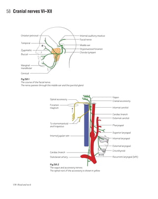 130 Head and neck
58 Cranial nerves VI–XII
Fig.58.1
The course of the facial nerve.
The nerve passes through the middle ear and the parotid gland
Fig.58.2
The vagus and accessory nerves.
The spinal root of the accessory is shown in yellow
Greater petrosal
Buccal
Marginal
mandibular
Cervical
Temporal
Zygomatic
Internal auditory meatus
Facial nerve
Middle ear
Stylomastoid foramen
Chorda tympani
Foramen
magnum
To sternomastoid
and trapezius
Internal jugular vein
Cardiac branch
Subclavian artery
Spinal accessory
Vagus
Pharyngeal
Superior laryngeal
Cranial accessory
Internal carotid
Cardiac branch
Internal laryngeal
External laryngeal
Cricothyroid
Recurrent laryngeal (left)
External carotid
 