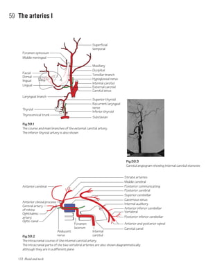 132 Head and neck
59 The arteries I
Fig.59.1
The course and main branches of the external carotid artery.
The inferior thyroid artery is also shown
Fig.59.3
Carotid angiogram showing internal carotid stenosis
Fig.59.2
The intracranial course of the internal carotid artery.
The intracranial parts of the two vertebral arteries are also shown diagrammatically
although they are in a different plane
Foramen spinosum
Superficial
temporal
Middle meningeal
Inferior thyroid
Recurrent laryngeal
nerve
Superior thyroid
Carotid sinus
Lingual
Laryngeal branch
Thyrocervical trunk
Subclavian
Thyroid
Dorsal
lingual
Facial
Internal carotid
External carotid
Hypoglossal nerve
Tonsillar branch
Maxillary
Occipital
Anterior cerebral
Striate arteries
Middle cerebral
Posterior communicating
Superior cerebellar
Cavernous sinus
Internal auditory
Posterior cerebral
Anterior inferior cerebellar
Vertebral
Posterior inferior cerebellar
Anterior and posterior spinal
Carotid canal
Internal
carotid
Anterior clinoid process
Central artery
of retina
Ophthalmic
artery
Optic canal
Abducent
nerve
Foramen
lacerum
 