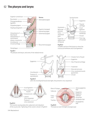 138 Head and neck
62 The pharynx and larynx
Fig.62.5
The larynx as seen through a laryngoscope
Fig.62.4
The muscles causing abduction, adduction and relaxation
of the vocal cords. Tightening of the cords is shown in Fig.62.3
Fig.62.3
Left, the cricothyroid muscle and right, the posterior crico-arytenoid
Fig.62.2
A midline section of the larynx to show the
cricovocal membrane and vocal ligaments
Fig.62.1
The pharynx and larynx, and some of the related nerves
Pterygomandibular
ligament
Superior constrictor
Buccinator
Cricoid cartilage
Inferior constrictor
Attachment of
sternohyoid
Attachment of
thyrohyoid
Stylohyoid ligament
Stylopharyngeus
Oesophagus
Vocal fold
Vestibular fold
Epiglottis
Epiglottic
tubercle
Glossoepiglottic
fold
Base of tongue
Trachea
False
cord
Aryepiglottic
fold
Vallecula
Epiglottis
Cricothyroid
Position of
synovial joint
Vocal ligament
Thyro-arytenoid
muscle
Vocal process
Lateral
crico-arytenoid
Posteror
crico-arytenoid
Greater horn of hyoid
Epiglottis
Ala of thyroid cartilage
Arytenoid
Muscular process
Crico-arytenoid muscle
(posterior)
Cricoid
Epiglottis
Vocal process
Thyroid
cartilage
Vocal
ligament
Cricovocal
membrane
Cricoid
First ring
of trachea
Arytenoid
Muscular
process
Crico-
arytenoid
joint
Facet for
inferior horn
of thyroid
Glossopharyngeal
Nerves
Superior laryngeal
Internal laryngeal
External laryngeal
Recurrent laryngeal
Cricothyroid
 