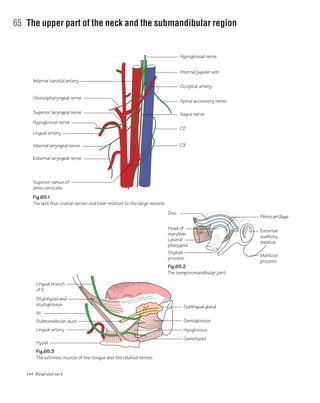 144 Head and neck
65 The upper part of the neck and the submandibular region
Fig.65.2
The temporomandibular joint
Fig.65.1
The last four cranial nerves and their relation to the large vessels
Fig.65.3
The extrinsic muscle of the tongue and the related nerves
Fibrocartilage
External
auditory
meatus
Mastoid
process
Head of
mandible
Lingual branch
of V
Stylohyoid and
styloglossus
XII
Submandibular duct
Lingual artery
Hyoid
Disc
Lateral
pterygoid
Styloid
process
Hypoglossal nerve
Internal carotid artery
Glossopharyngeal nerve
Superior laryngeal nerve
Hypoglossal nerve
Lingual artery
Internal laryngeal nerve
External laryngeal nerve
Occipital artery
Spinal accessory nerve
C2
C3
Vagus nerve
Sublingual gland
Genioglossus
Geniohyoid
Hyoglossus
Superior ramus of
ansa cervicalis
Internal jugular vein
 