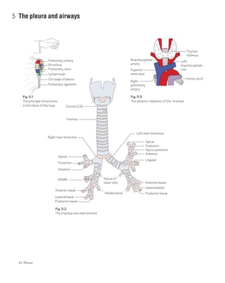 14 Thorax
5 The pleura and airways
Apical
Apical
Anterior
Right main bronchus
Left main bronchus
Posterior
Middle
Anterior
Lingular
Anterior basal
Lateral basal
Posterior basal
Trachea
Anterior basal
Lateral basal
Apical of
lower lobe
Medial basal
Posterior basal
Posterior
Cricoid (C6)
Apico-posterior
Pulmonary artery
Bronchus
Pulmonary veins
Lymph node
Cut edge of pleura
Pulmonary ligament
Fig. 5.1
The principal structures
in the hilum of the lung
Fig. 5.2
The trachea and main bronchi
Brachiocephalic
artery
Superior
vena cava
Right
pulmonary
artery
Thyroid
isthmus
Left
brachiocephalic
vein
Aortic arch
Fig. 5.3
The anterior relations of the trachea
 