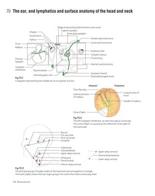 156 Head and neck
70 The ear, and lymphatics and surface anatomy of the head and neck
Pars flaccida
Fig.70.2
The left tympanic membrane, as seen through an auriscope.
The 'cone of light' is caused by the reflection of the light of
the auriscope
Fig.70.3
The principal groups of lymph nodes of the head and neck arranged as a triangle.
The inset (right) shows the two major groups into which the others eventually drain
Fig.70.1
A diagram representing the middle ear as an opened-out box
Cone of light
Incus
Ridge produced by lateral semicircular canal
Lateral process
of malleus
Long process of
incus
Anterior Posterior
Handle of malleus
Greater petrosal nerve
Lesser petrosal nerve
Auditory tube
Tympanic plexus
Promontory
Internal carotid artery
Tympanic branch
Pre-auricular
Tegmen tympani
Geniculate ganglion
Facial nerve
Stapes
Aditus
Malleus
Tympanic
membrane
Chorda
tympani
Glossopharyngeal nerve
Internal jugular vein
Round window
Post-auricular
Buccal
Submental
Submandibular
Upper deep cervical
Upper deep cervical
Sternocleidomastoid
Lower deep cervical
Infrahyoid
Paratracheal
Inferior deep cervical
Occipital
 