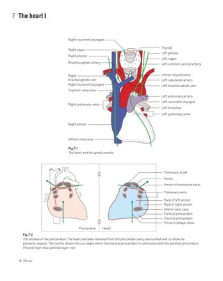 18 Thorax
7 The heart I
Right vagus
Right phrenic
Brachiocephalic artery
Right
brachiocephalic vein
Right pulmonary veins
Right atrium
Inferior vena cava
Superior vena cava
Inferior thyroid veins
Left subclavian artery
Left common carotid artery
Left vagus
Left phrenic
Left brachiocephalic vein
Left pulmonary artery
Left recurrent laryngeal
Left bronchus
Left pulmonary veins
Thyroid
Pulmonary veins
Pericardium Heart
Back of left atrium
Back of right atrium
Inferior vena cava
Parietal pericardium
Visceral pericardium
Arrow in transverse sinus
Pulmonary trunk
Arrow in oblique sinus
Aorta
Right recurrent laryngeal
Right recurrent laryngeal
Fig.7.1
The heart and the great vessels
Fig.7.2
The sinuses of the pericardium. The heart has been removed from the pericardial cavity and turned over to show its
posterior aspect. The red line shows the cut edges where the visceral pericardium is continuous with the parietal pericardium.
Visceral layer: blue, parietal layer: red
 