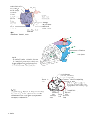 20 Thorax
Portion of right
atrium derived
from sinus
venosus
Crista
terminalis
Inferior
vena cava
Fossa ovalis
Opening of
coronary sinus
Valve of the
coronary sinus
Valve of the inferior
vena cava
Musculi
pectinati
Superior vena cava
Limbus
fossa ovalis
Pulmonary valve
(posterior, anterolateral
and anteromedial cusps)
Mitral
valve
Opening of right coronary artery
Aortic valve
(Anterior (right coronary) cusp,
Left posterior (left coronary) cusp,
right posterior (non-coronary) cusp)
Right atrium
Left atrium
Tricuspid valve
Posterior
cusp
Posterior
cusp
Anterior
cusp
Anterior
cuspSeptal
cusp
Fig.7.3
The interior of the right atrium
Fig.7.4
The interior of the left atrium and ventricle.
The arrow shows the direction of blood flow.
Note that blood flows over both surfaces
of the anterior cusp of the mitral valve
Fig.7.5
A section through the heart at the level of the valves.
The aortic and pulmonary valves are closed and the
mitral and tricuspid valves open, as they would be
during ventricular diastole
 