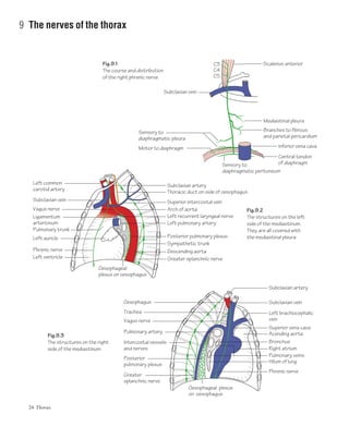 24 Thorax
9 The nerves of the thorax
Subclavian artery
Superior intercostal vein
Arch of aorta
Left recurrent laryngeal nerve
Left pulmonary artery
Posterior pulmonary plexus
Descending aorta
Oesophageal
plexus on oesophagus
Sympathetic trunk
Greater splanchnic nerve
C3
C4
C5
Thoracic duct on side of oesophagus
Central tendon
of diaphragm
Inferior vena cava
Branches to fibrous
and parietal pericardium
Mediastinal pleura
Scalenus anterior
Fig.9.2
The structures on the left
side of the mediastinum.
They are all covered with
the mediastinal pleura
Fig.9.1
The course and distribution
of the right phrenic nerve
Fig.9.3
The structures on the right
side of the mediastinum
Subclavian artery
Subclavian vein
Left brachiocephalic
vein
Superior vena cava
Acending aorta
Bronchus
Pulmonary veins
Hilum of lung
Phrenic nerve
Oesophagus
Trachea
Vagus nerve
Intercostal vessels
and nerves
Posterior
pulmonary plexus
Greater
splanchnic nerve
Oesophageal plexus
on oesophagus
Right atrium
Pulmonary artery
Subclavian vein
Sensory to
diaphragmatic pleura
Sensory to
diaphragmatic peritoneum
Motor to diaphragm
Left common
carotid artery
Subclavian vein
Vagus nerve
Ligamentum
arteriosum
Pulmonary trunk
Left auricle
Phrenic nerve
Left ventricle
 