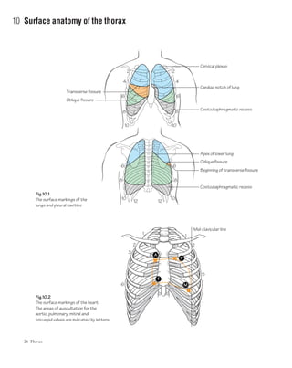 26 Thorax
10 Surface anatomy of the thorax
2
4
6
8
6 6
8 8
10 10
12 12
10
2
4
6
8
10
Cervical plexus
Cardiac notch of lung
Transverse fissure
Oblique fissure
Costodiaphragmatic recess
Apex of lower lung
Oblique fissure
Beginning of transverse fissure
Costodiaphragmatic recess
Mid-clavicular line
Fig.10.1
The surface markings of the
lungs and pleural cavities
Fig.10.2
The surface markings of the heart.
The areas of auscultation for the
aortic, pulmonary, mitral and
tricuspid valves are indicated by letters
1
2
3
6
5
1
2
P
A
T
M
 