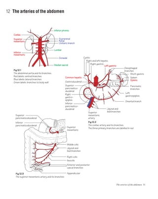 The arteries of the abdomen 31
12 The arteries of the abdomen
Fig.12.1
The abdominal aorta and its branches.
Red labels: ventral branches
Blue labels: lateral branches
Green labels: branches to body wall
Fig.12.2
The coeliac artery and its branches.
The three primary branches are labelled in red
Fig.12.3
The superior mesenteric artery and its branches
Inferior phrenic
Suprarenal
Coeliac
Superior
mesenteric
Inferior
mesenteric
Renal
Ureteric branch
Lumbar
Median sacral
Gonadal
Oesophageal
branches
Left gastric
Right gastric
Right and left hepatic
Superior
mesenteric
artery
Jejunal and
ileal branches
Cystic
Common hepatic
Gastroduodenal
Omental branch
Spleen
Splenic
Short gastric
Jejunal and
ileal branches
Ileocolic
Right colic
Middle colic
Superior
mesenteric
Appendicular
Anterior and posterior
caecal branches
Superior
pancreatico-
duodenal
Superior
pancreaticoduodenal
Inferior
pancreaticoduodenal
Right
gastro-
epiploic
Inferior
pancreatico-
duodenal
Left
gastroepiploic
Pancreatic
branches
 