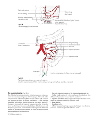 32 Abdomen and pelvis
Fig.12.4
The blood supply of the appendix
Fig.12.5
The inferior mesenteric artery and its branches.
Note the anastomosis with the inferior rectal artery (green) halfway down the anal canal
Ileocolic artery
Right colic artery
Mesentery
Ileal branch
Inferior rectal (a branch of the internal pudendal)
Anal canal
Middle colic
(from s.mesenteric)
Superior rectal
Appendicular artery
Meso-appendix
Anterior and posterior
caecal branches
Ileocaecal fold (bloodless fold of Treves)
Marginal artery
Sigmoid branches
Left colic
Inferior mesenteric
The main abdominal branches of the abdominal aorta include the:
• Coeliac trunk: supplies the embryonic foregut: from the lower third
of the oesophagus to the second part of the duodenum.
• Superior mesenteric artery: supplies the midgut: from the second
part of the duodenum to the distal transverse colon.
• Renal arteries.
• Gonadal arteries.
• Inferior mesenteric artery: supplies the hindgut: from the distal
transverse colon to the upper half of the anal canal.
The abdominal aorta (Fig. 12.1)
The abdominal aorta is a continuation of the thoracic aorta as it passes
under the median arcuate ligament of the diaphragm. It descends in the
retroperitoneum and ultimately bifurcates into left and right common
iliac arteries to the left of the midline at the level of L4. The vertebral
bodies and intervertebral discs lie behind the aorta whilst anteriorly,
from above downwards, lie its anterior branches, the coeliac plexus, the
lesser sac, the body of the pancreas, the third part of the duodenum, and
the parietal peritoneum. The main relation to the right of the abdominal
aorta is the inferior vena cava whilst to the left lie the duodenojejunal
junction and inferior mesenteric vein.
 